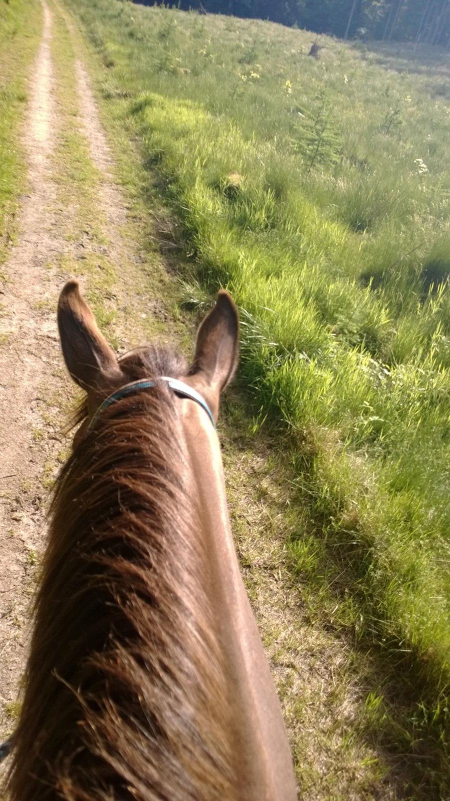 Anden særlig race Klitgaards Maximilian*R.I.P* billede 18