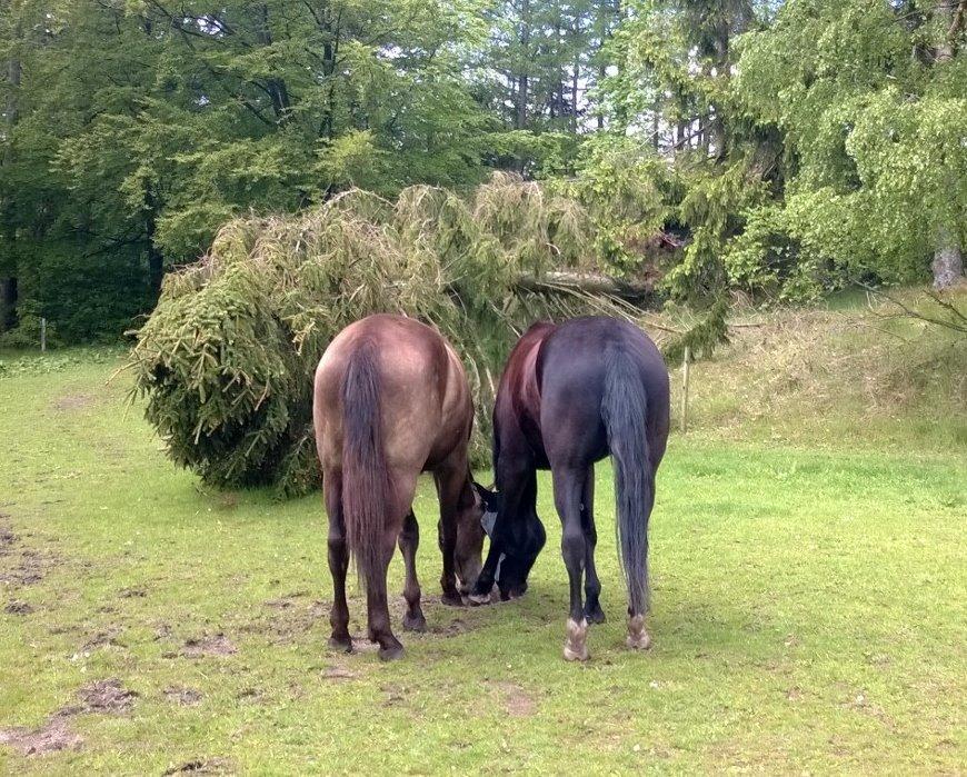 Anden særlig race Klitgaards Maximilian*R.I.P* - Snart ligeså stor som Big :) billede 16