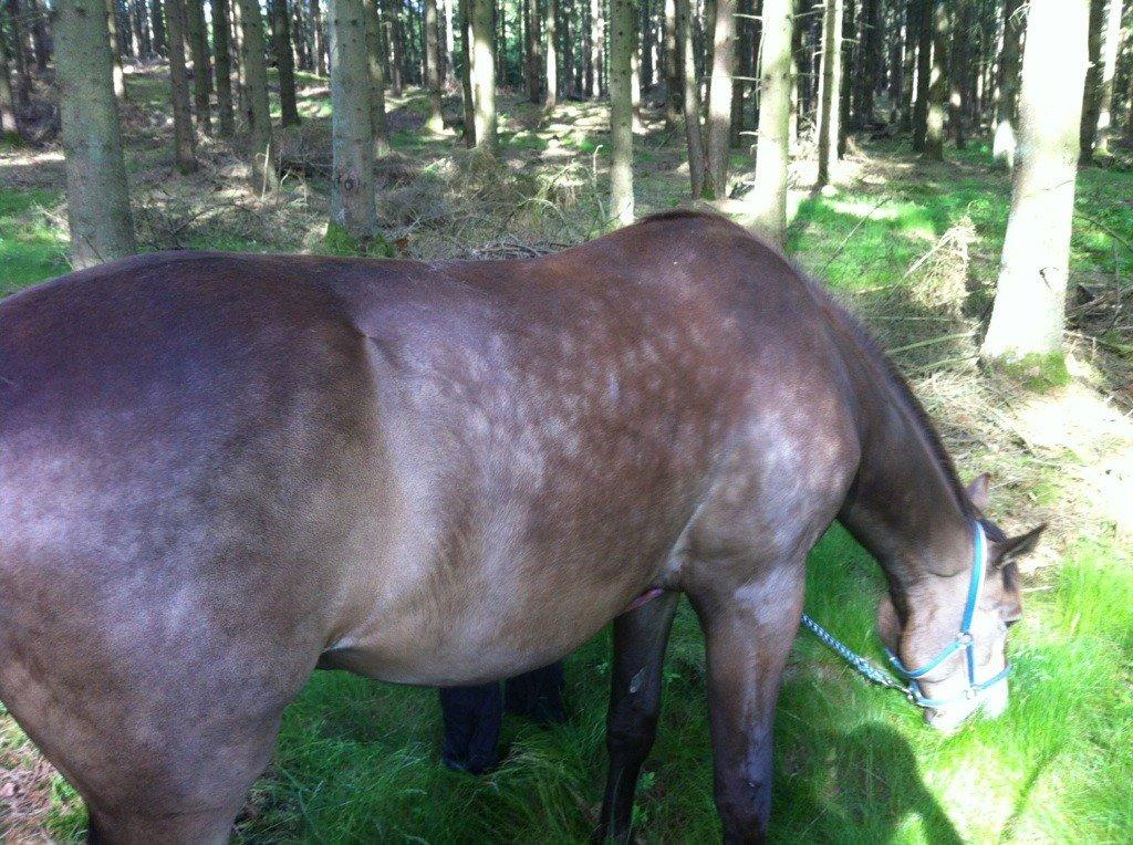 Anden særlig race Klitgaards Maximilian*R.I.P* - Fra Maj 2014, han blommer helt vildt i år <3 billede 15