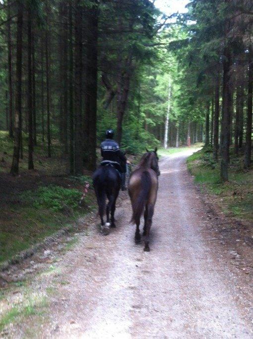 Anden særlig race Klitgaards Maximilian*R.I.P* - Med som håndhest <3 billede 17