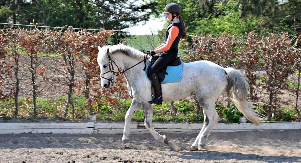 Anden særlig race Sprite/Mr. Mo-Jo *SOULMATE* billede 1