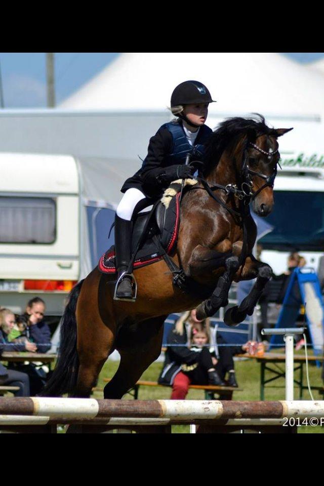 Welsh Pony (sec B) Bjerregaards Katja (Damp-Åse) billede 12