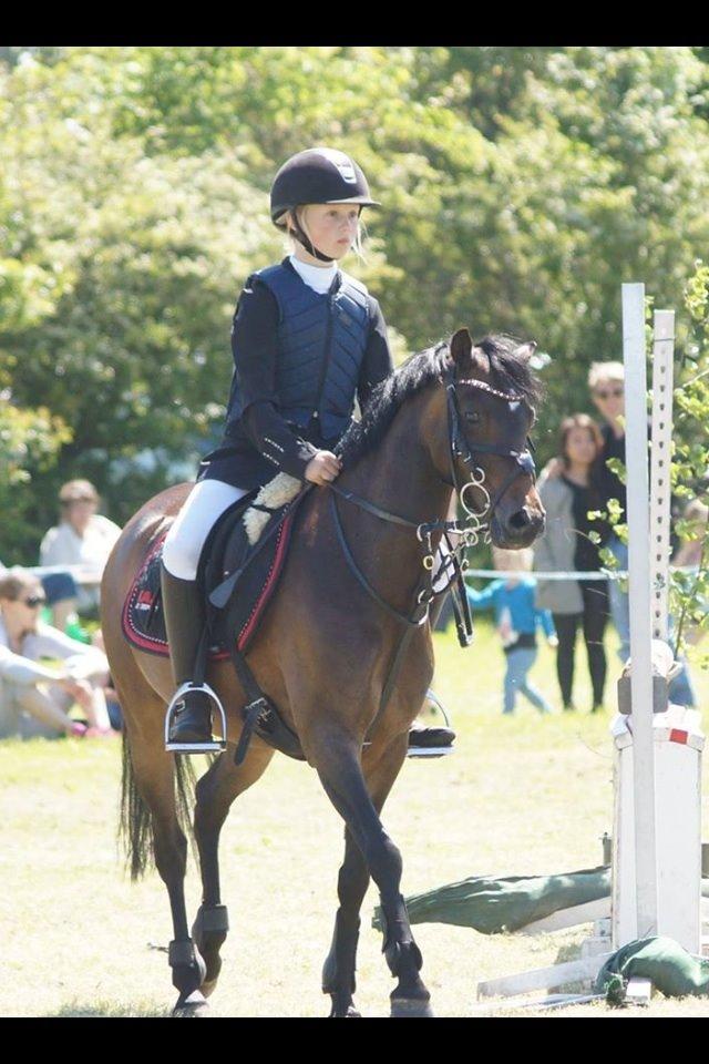 Welsh Pony (sec B) Bjerregaards Katja (Damp-Åse) billede 13
