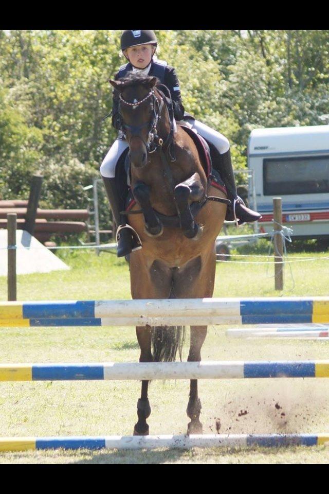 Welsh Pony (sec B) Bjerregaards Katja (Damp-Åse) billede 14
