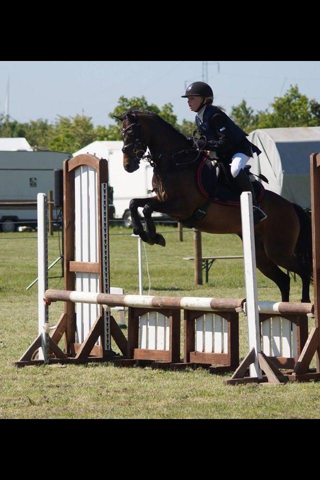 Welsh Pony (sec B) Bjerregaards Katja (Damp-Åse) billede 16