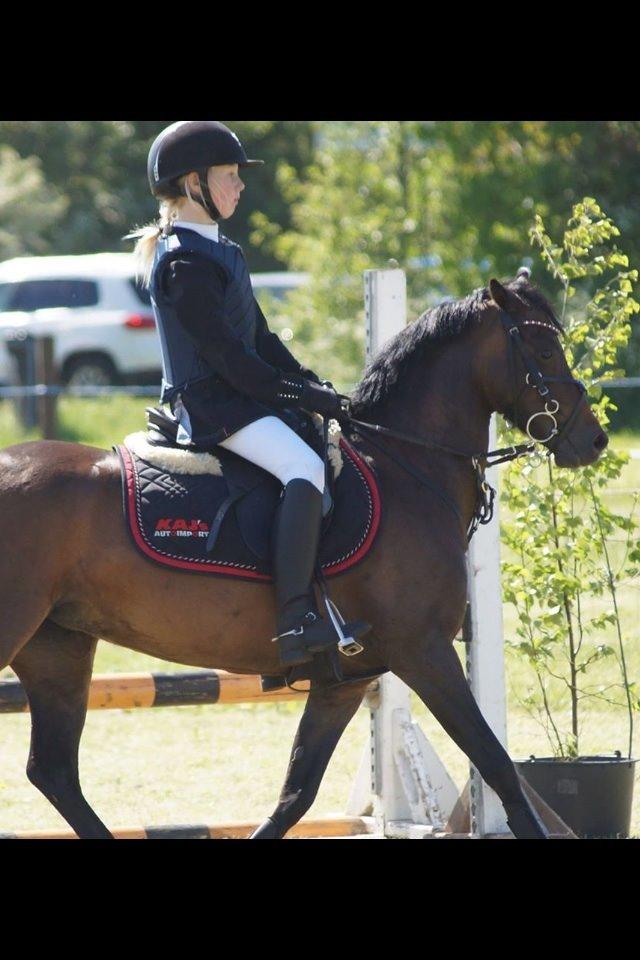 Welsh Pony (sec B) Bjerregaards Katja (Damp-Åse) billede 15
