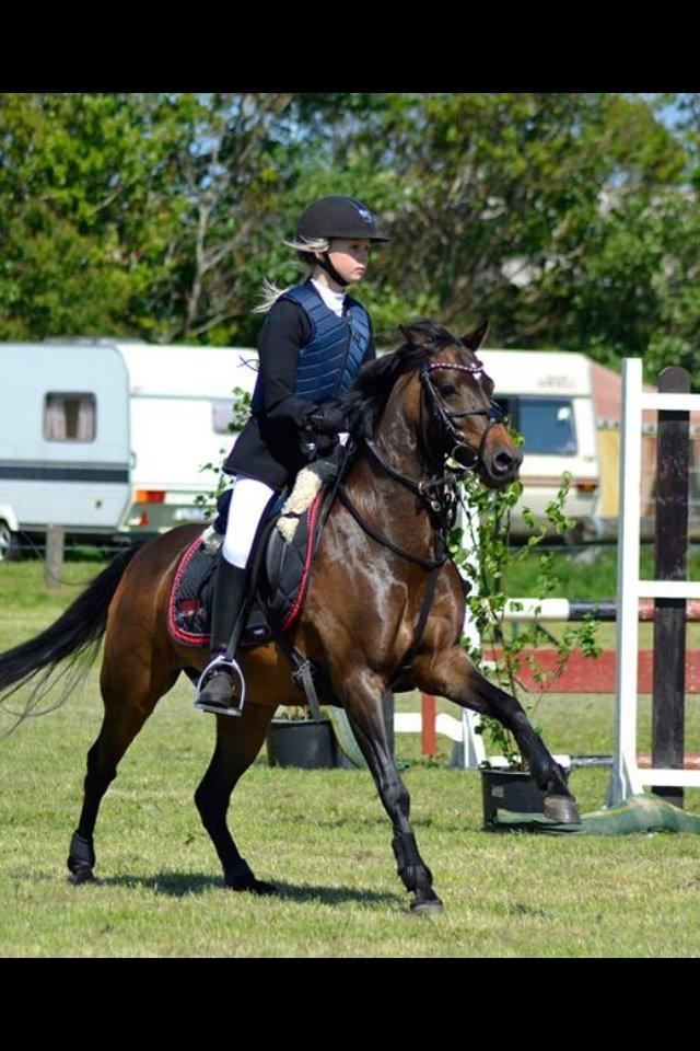 Welsh Pony (sec B) Bjerregaards Katja (Damp-Åse) billede 17