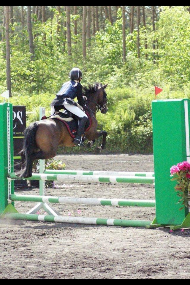 Welsh Pony (sec B) Bjerregaards Katja (Damp-Åse) billede 18