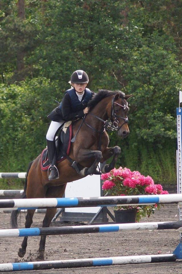 Welsh Pony (sec B) Bjerregaards Katja (Damp-Åse) billede 19