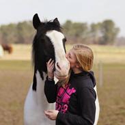 Irsk Sportspony Dublin