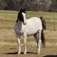 Irsk Sportspony Dublin