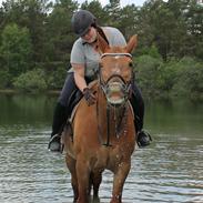 Anden særlig race Lady Like A Star * RIP *