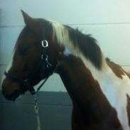 Pinto Svalebos Leonardo