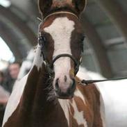 Pinto Svalebos Leonardo