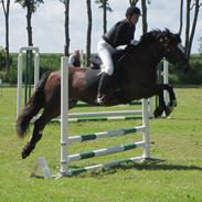 Welsh Pony af Cob-type (sec C) Dorthealyst Heathcliff (Tomba)