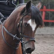 Welsh Pony af Cob-type (sec C) Dorthealyst Heathcliff (Tomba)