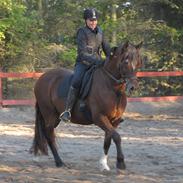 Welsh Pony af Cob-type (sec C) Dorthealyst Heathcliff (Tomba)