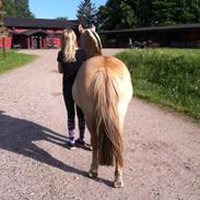 Anden særlig race Daisy (Østerlund's Rumkugle)