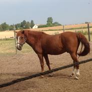 Welsh Pony af Cob-type (sec C) Pony welsh 