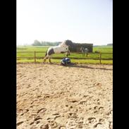 Tinker Athene of Irish