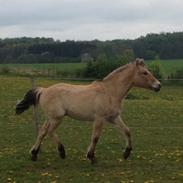 Anden særlig race Mr. Anton Holm
