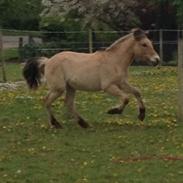 Anden særlig race Mr. Anton Holm