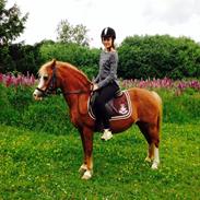 Anden særlig race Natasja