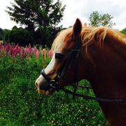 Anden særlig race Natasja