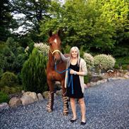 Dansk Varmblod Schou's Lucca