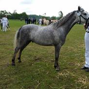 Welsh Pony (sec B) Mirain Simba