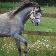 Welsh Pony (sec B) Mirain Simba