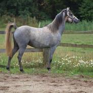 Welsh Pony (sec B) Mirain Simba