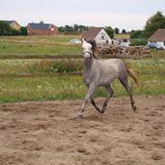 Welsh Pony (sec B) Mirain Simba