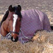 Anden særlig race Tårups New Dawn