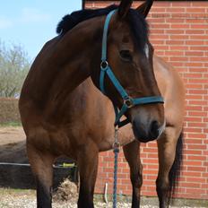 Anden særlig race Arcibald