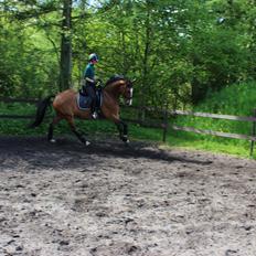 Dansk Varmblod Ria-jasmin Imhoff