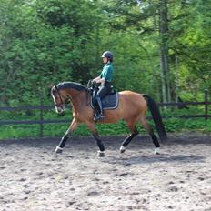 Dansk Varmblod Ria-jasmin Imhoff