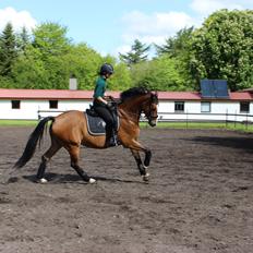 Dansk Varmblod Ria-jasmin Imhoff