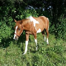 Anden særlig race Lucky
