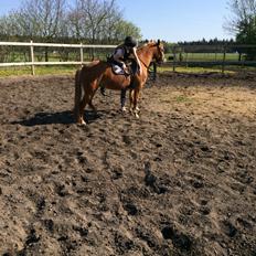 New Forest Glenwood Moulin Rouge