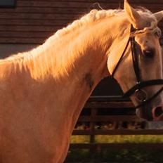 Palomino Lando Blue *PANDA*