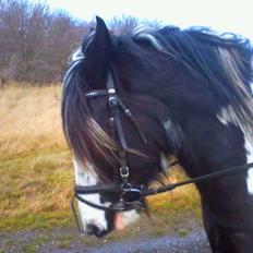 Irish Cob Duke