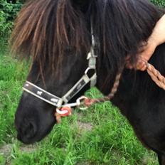 Anden særlig race Sofus