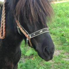 Anden særlig race Sofus