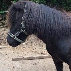 Anden særlig race Sofus