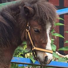 Anden særlig race Valdemar