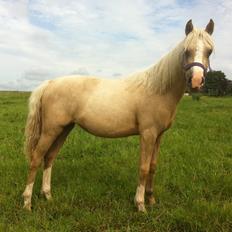 Palomino Elmegaardens Eminence