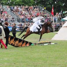 DSP Toftegårdens Alcazar B-pony