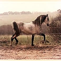 Shagya Araber (SH) Excellent Bajar