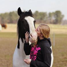 Irsk Sportspony Dublin